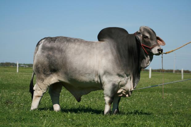 Mr. H Buckle Manso 111/9 - Sire of Embryos