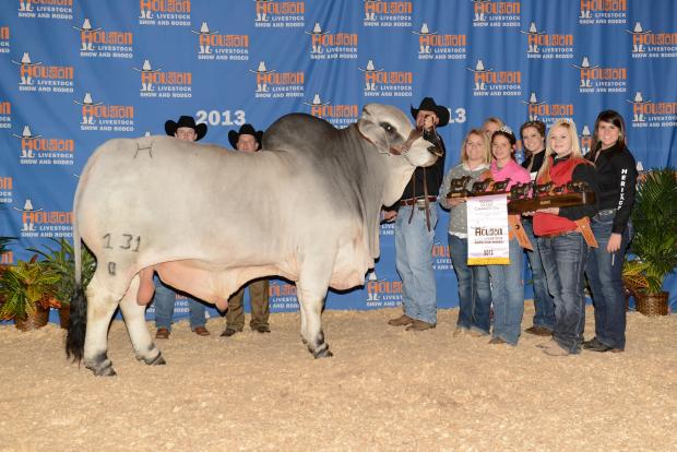 Mr. H Drew Manso 131/0 - Son of Morton2013 International Reserve Grand Champion Bull