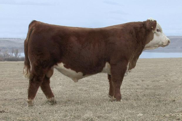 Sire - NJW 98S R117 Ribeye 88X ET 