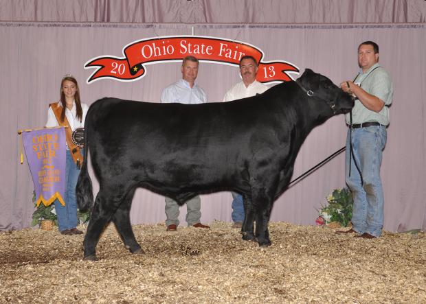 LMF Navigator 1412, maternal brother to lot 25 and Reserve Grand Champion Bull of the 2013 Ohio State Fair