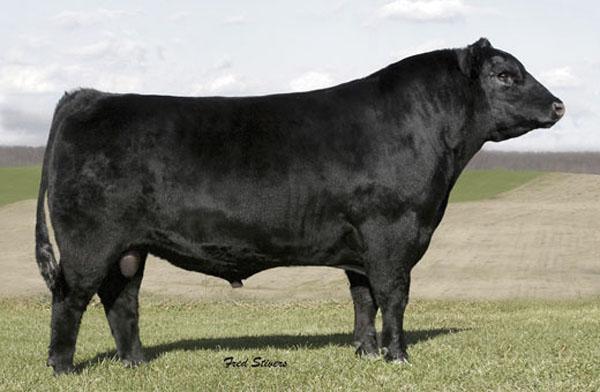 New Frontier 095, Maternal Grandsire of Lot 14