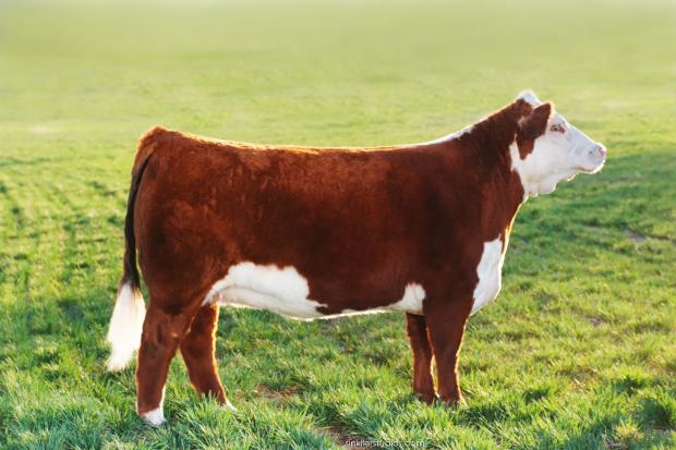 "Nike" Dam of CH090