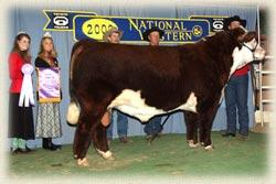 Sire of CH005 "Nitro"