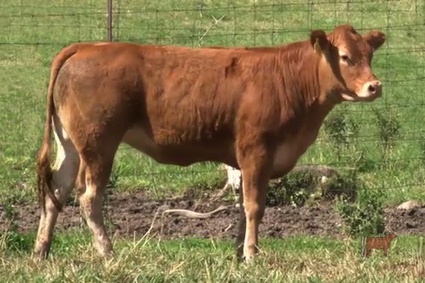 Full Sibling to Embryos - PEJ 45Z (Lot 12)