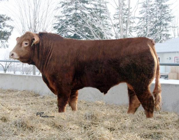 Service Sire - Posthaven Polled Tristan