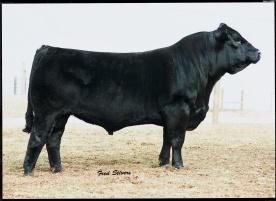 Maternal Grandsire: PVF BF BF26 Black Joker