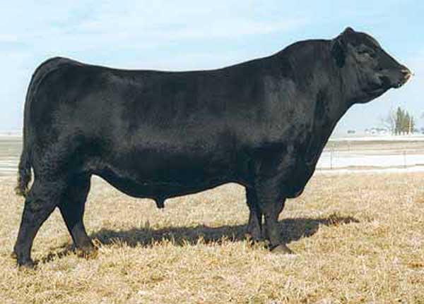 PVF New Horizon 001 - Sire of Lot 4