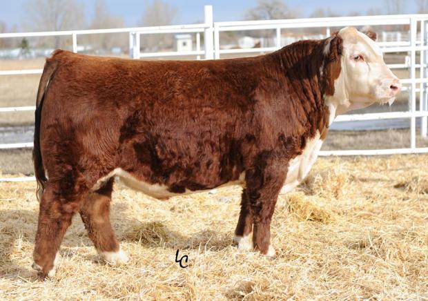 Choice Sire - TH 512X 719T Playmaker 14Z