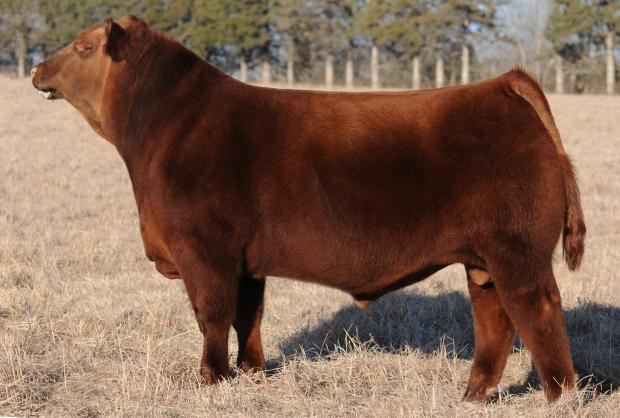 Sire - RED SOO LINE POWER EYE 161X