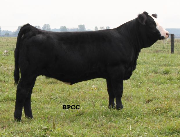 Maternal Sister: RPCC Blk Zara 220Z