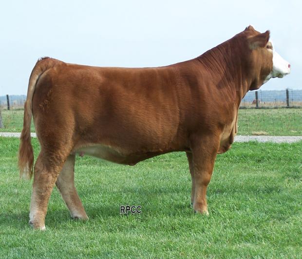 Dam: RPCC Red Xquisite as a calf