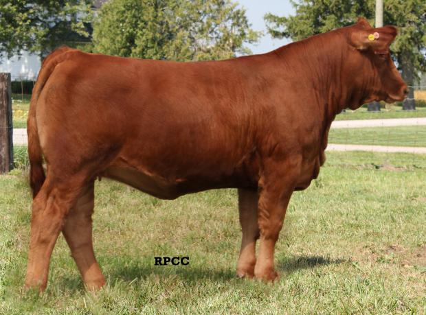 Full Sister: RPCC Red Zola 225Z