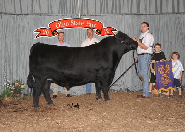 LMF Radar – Grand Champion Bull of the 2012 Ohio State Fair