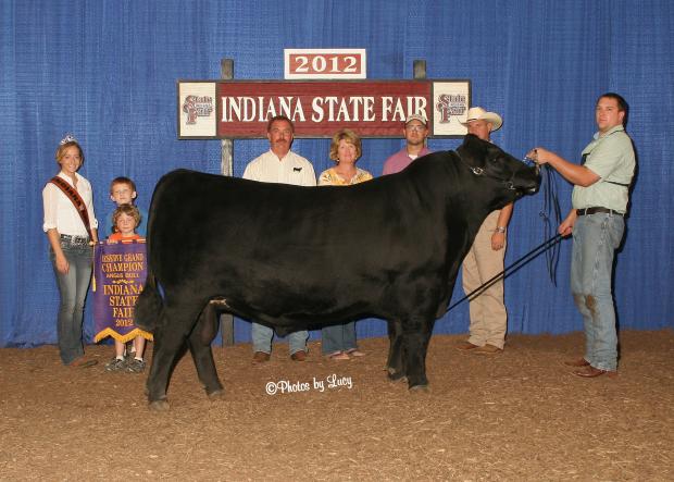 LMF Radar – Reserve Grand Champion Bull of the 2012 Indiana State Fair