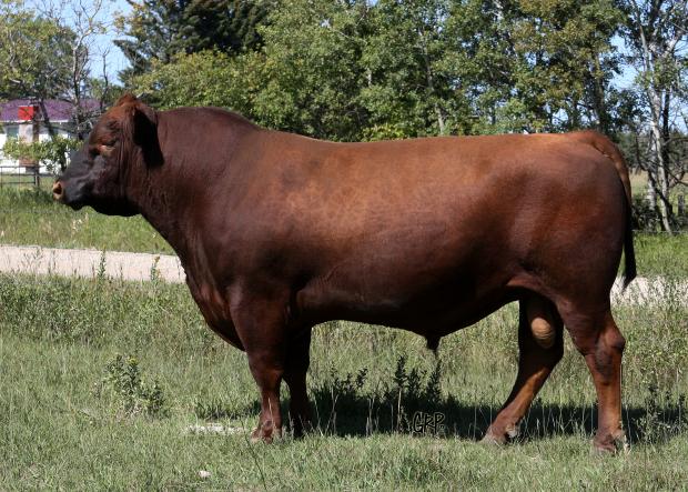 Maternal Grand Sire - Red Get-A-Long Rare 523