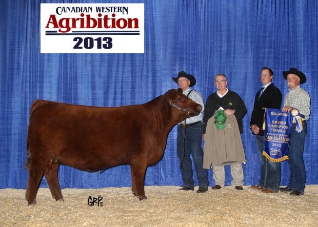 Indeed Daughter - Red Bar E-L Meg 169A - Grand Champion Red Angus Female - CWA 2013