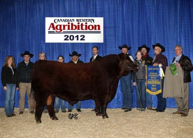 Sire - Grand Champion Bull Agribition 2012