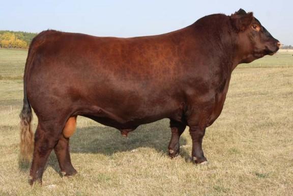 Sire - RED DMM GLESBAR BARNDANCE 35X