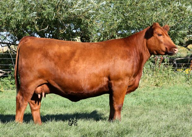 Dam of embryos - Red Six Mile Gloria 746W