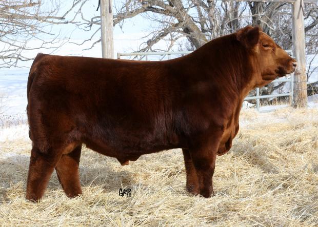 Win-Chester - Full Sib to Embryos