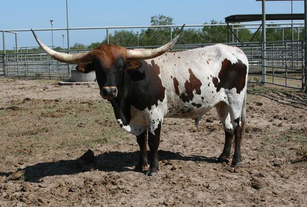 SERVICE & CALF SIRE -El Valiente ECR