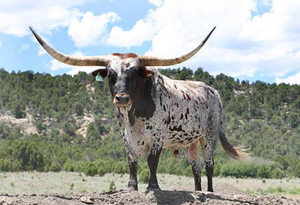 SIRE - HCR (photo Doug Hunt & Briscoe Longhorns)