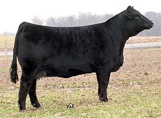 Grandam to Embryos: SOSF Ebonys Joy L-123