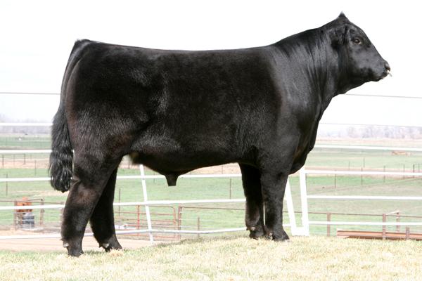 MAGS SASQUATCH - Sire of Embryos