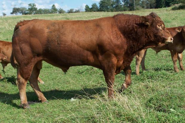 Sire of Embryos - Posthaven Polled Sellout 86S