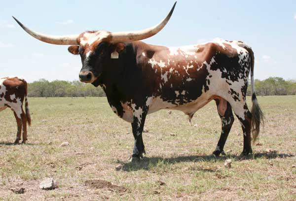 Service Sire - 8-405 - Sam Houston