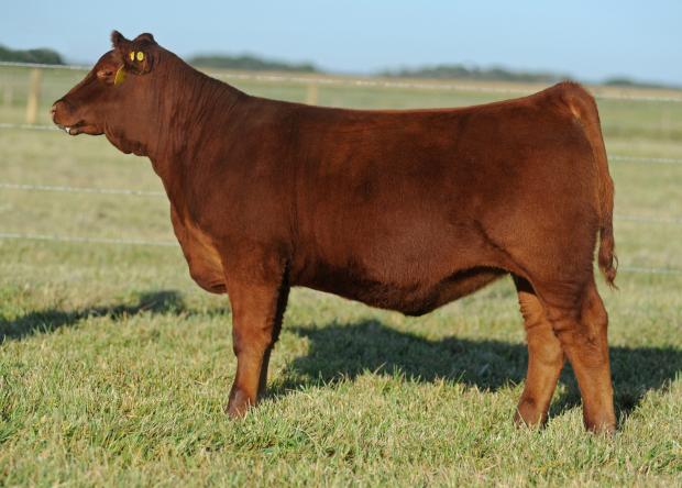 Red Blairs Sweet Cheeks 8Y - Daughter of 12W