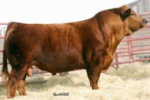 Maternal Grandsire: THSF Freedom