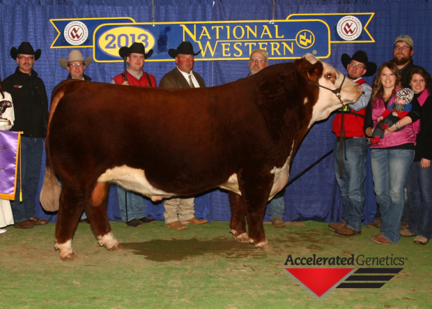 RST Time's A Wastin - NWSS Supreme Champion Hereford