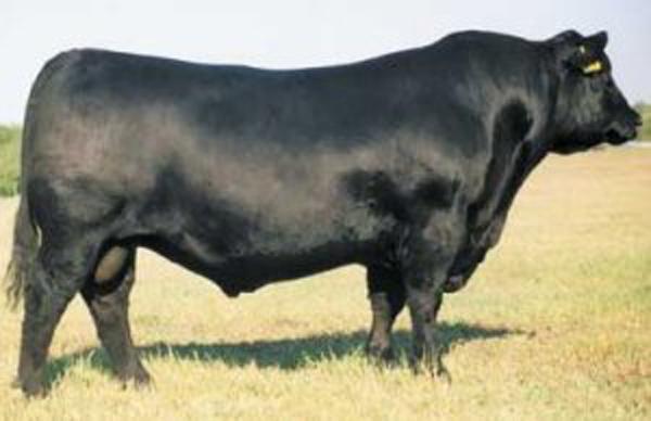 Travler 004, Maternal Grandsire of Lot 18