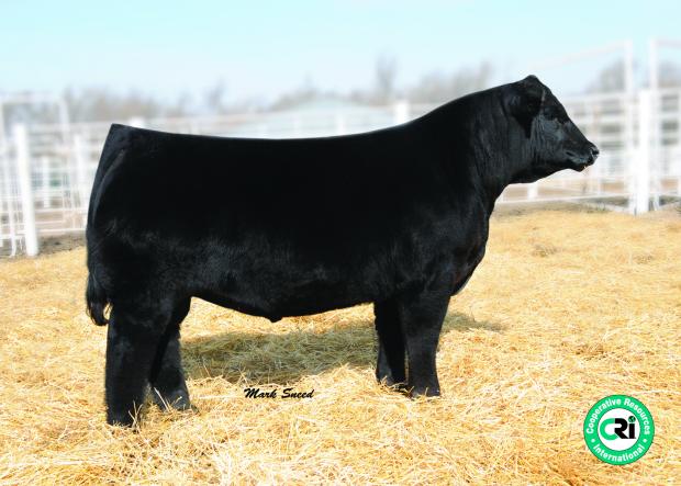 Sire: NLC Mr Upgrade