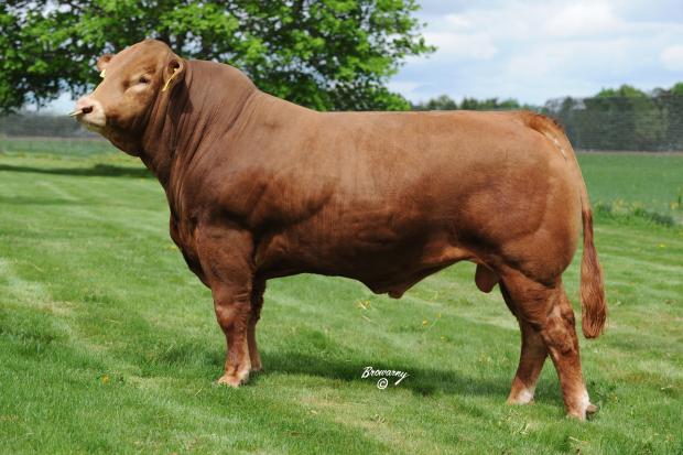 Service Sire - Posthaven Polled Urban Cowboy