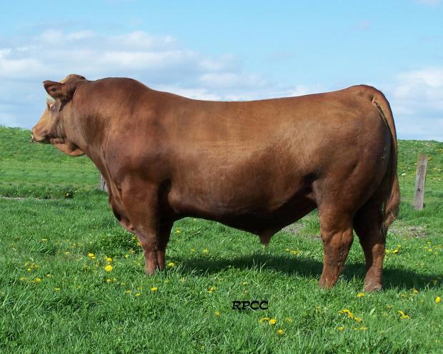 Maternal Grandsire: WHF Slugger