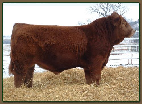 Service Sire: Wheatland Red Ace