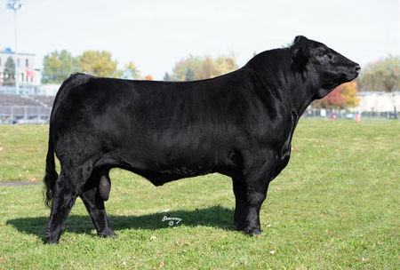 Maternal Brother to Embryos: Xcel Ebonys Influence,