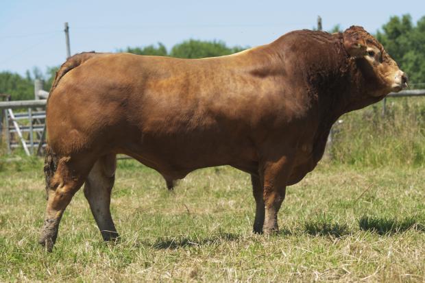 Posthaven Polled Yellowstone 2Y - Service Sire