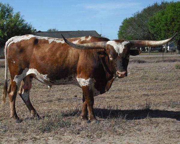 Sire of Lot 13 Calf