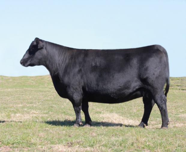 056, the famed donor dam of the Lot 19 pick of the bulls