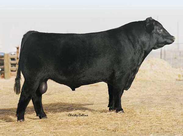 Famuos 7001 - Sire of Lot 3