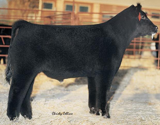 HeatWave - Sire of Embryos