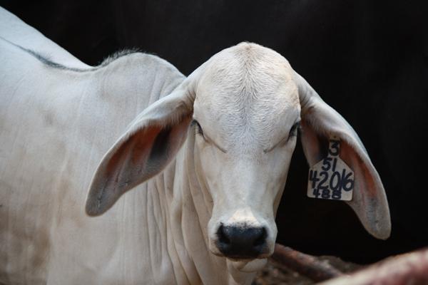 Lot 9 - MISS V8 548/7 - Smooth Polled