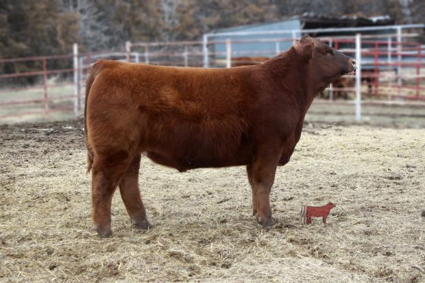 NBar Hot Iron - Maternal Brother to Embryos