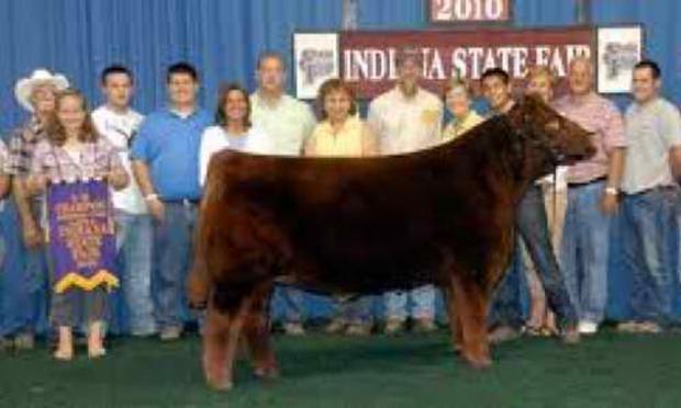 3/4 Sib to Embryos - IN State Fair Champion