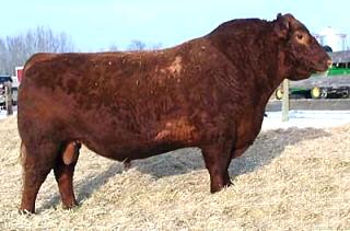 Sire - Red Geis Knight Hawk 14'02