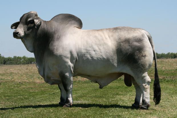 +Mr H Maddox Manso 684 - Sire of Embryos