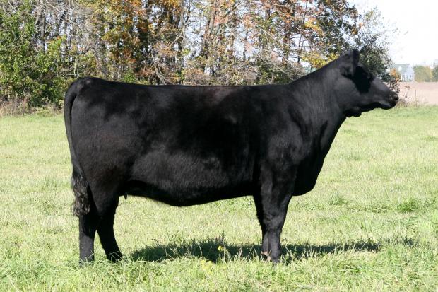 Precision Maid 2108, maternal grand dam of lot 25 and Grand Champion Female of the 2009 Southern Indiana Angus Show